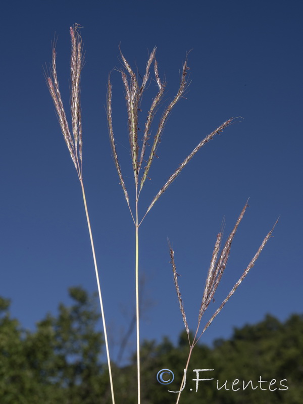 Bothriochloa ischaemum.04