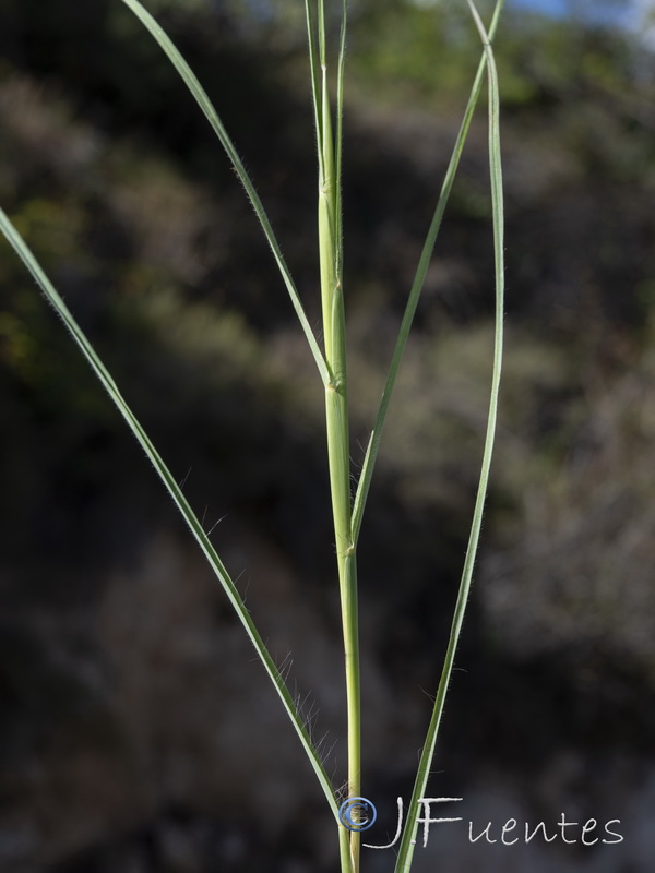 Bothriochloa ischaemum.07