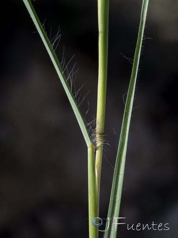 Bothriochloa ischaemum.08