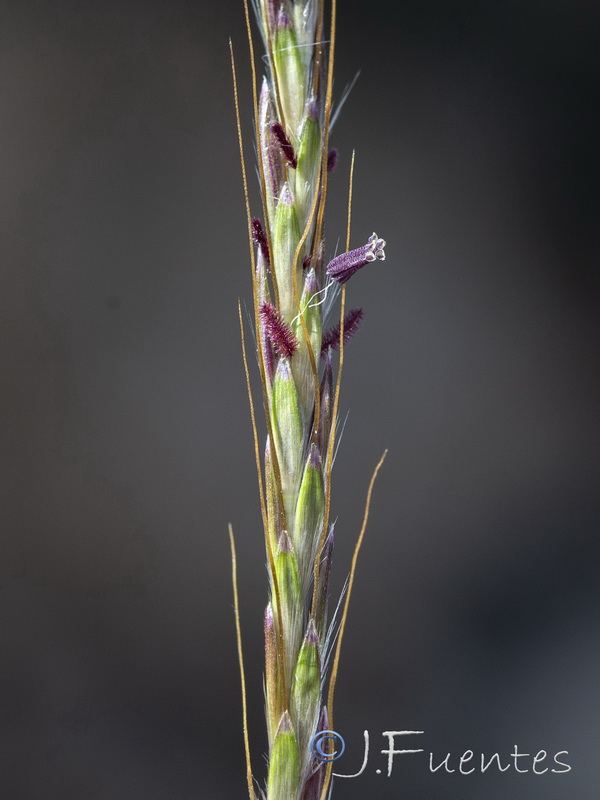 Bothriochloa ischaemum.11