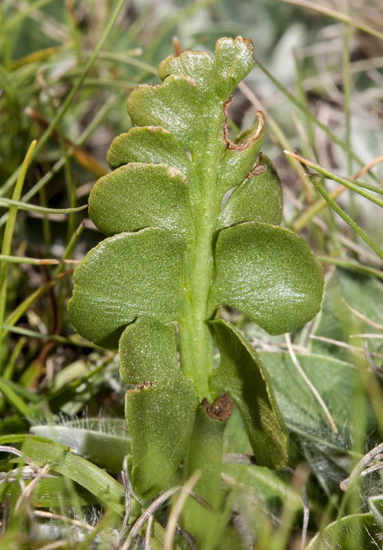 Botrychium lunaria.02