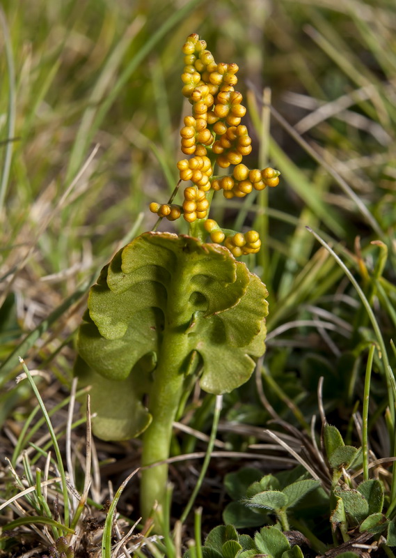 Botrychium lunaria.03
