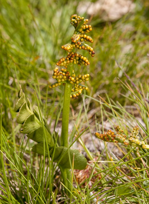 Botrychium lunaria.04