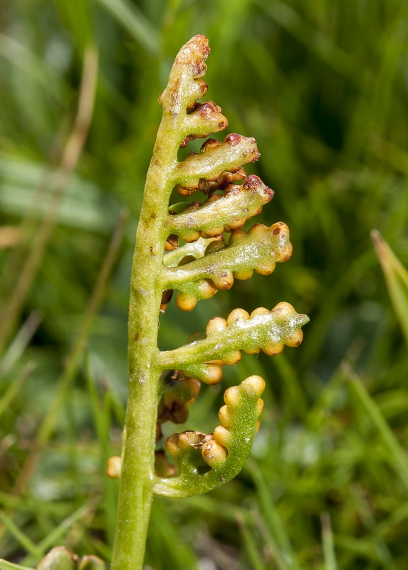 Botrychium lunaria.05
