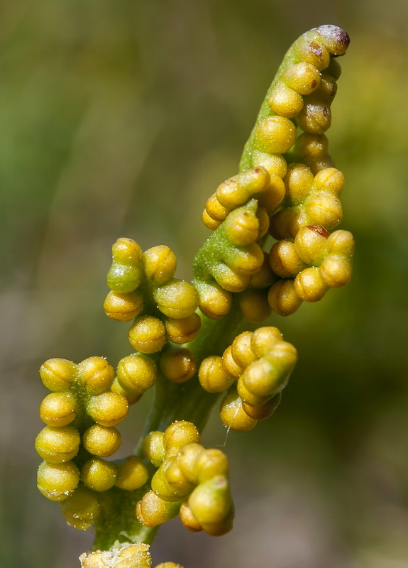 Botrychium lunaria.06