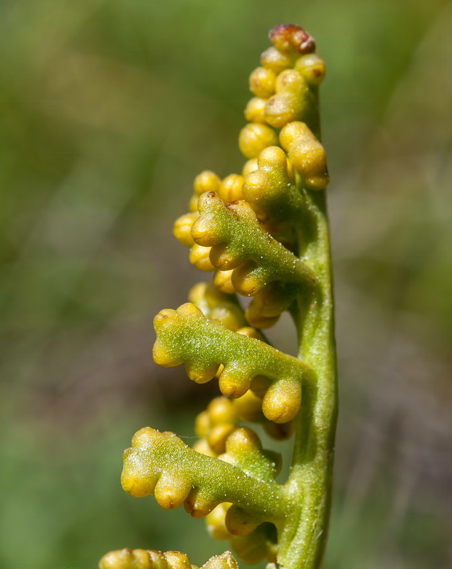 Botrychium lunaria.07