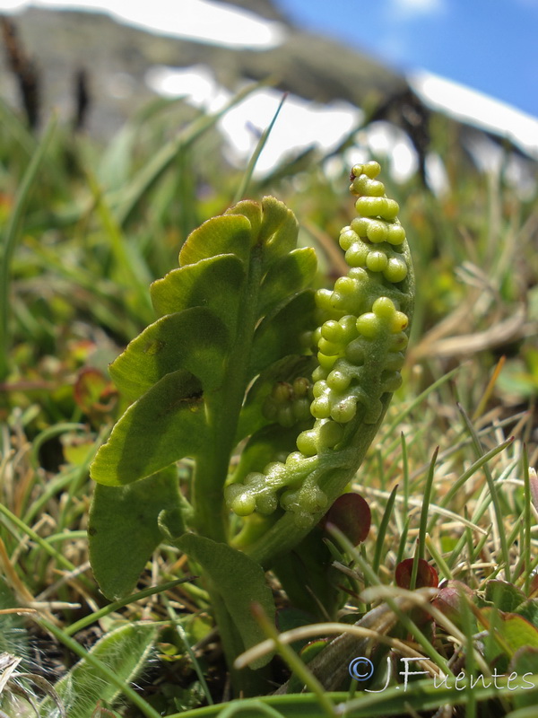 Botrychium lunaria.08