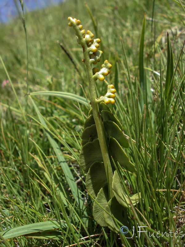 Botrychium lunaria.09