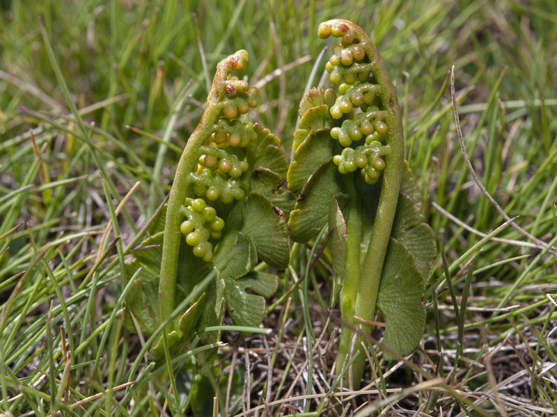 Botrychium lunaria.01