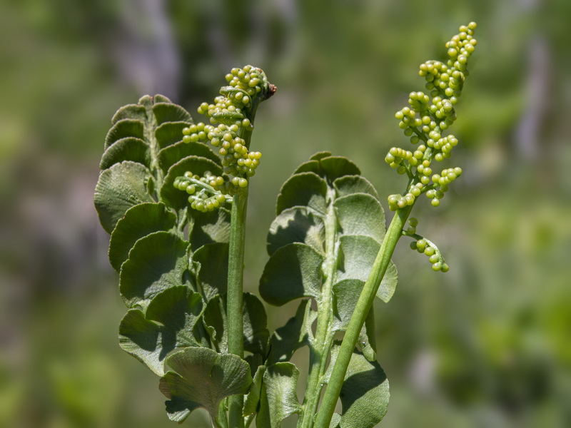 Botrychium lunaria.12
