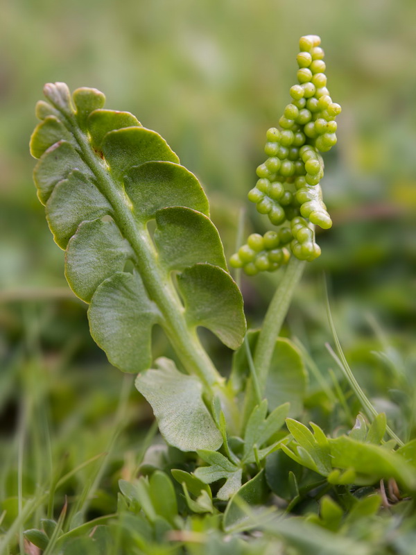 Botrychium lunaria.13