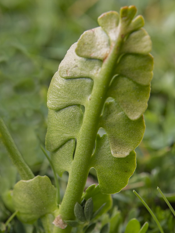 Botrychium lunaria.16
