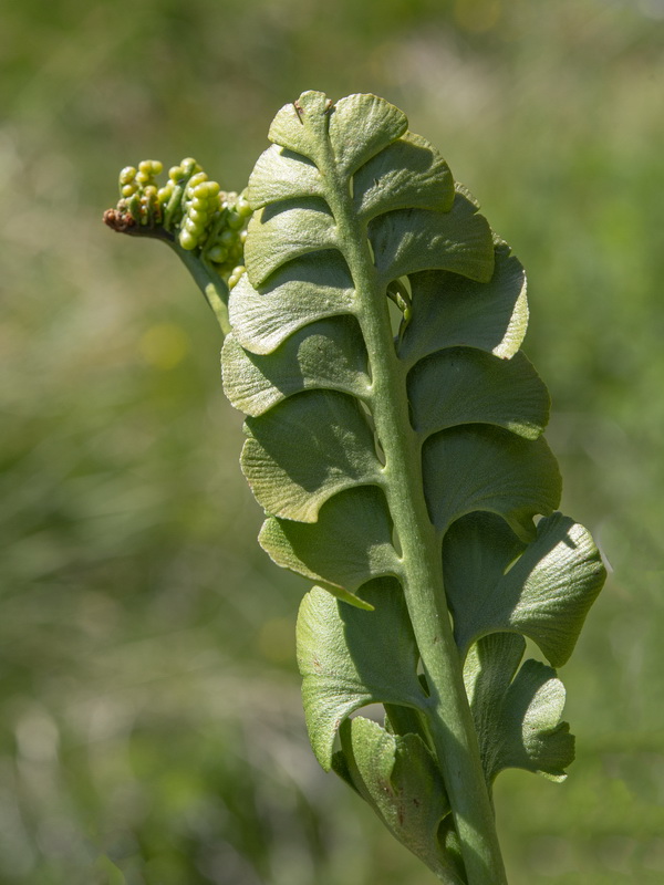 Botrychium lunaria.17