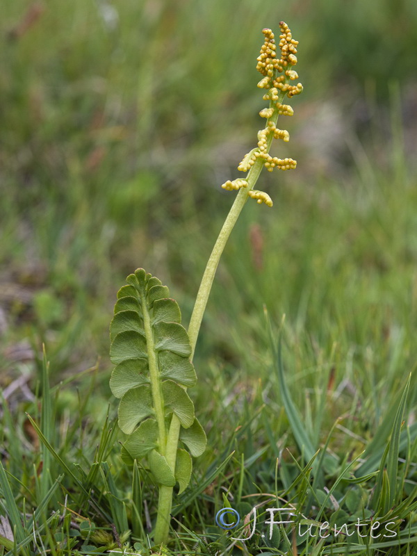 Botrychium lunaria.18