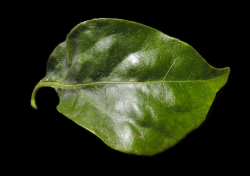 Bougainvillea glabra.03