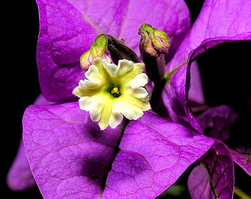 Bougainvillea glabra.04