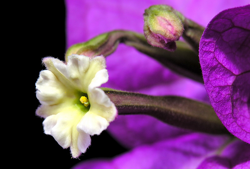 Bougainvillea glabra.06