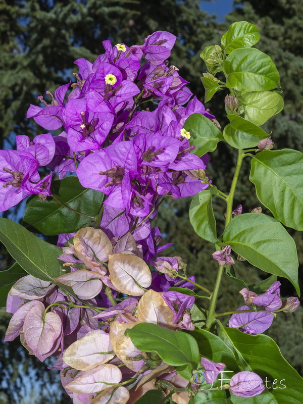 Bougainvillea glabra.07