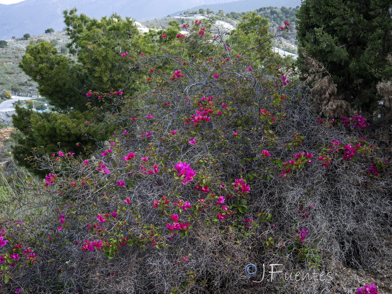 Bougainvillea spectabilis.01