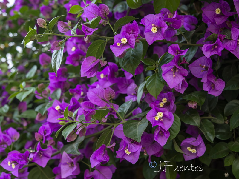Bougainvillea spectabilis.02