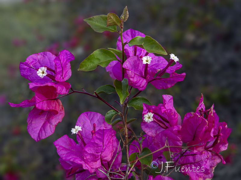 Bougainvillea spectabilis.03
