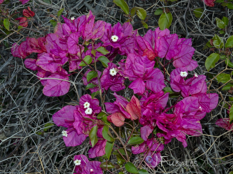 Bougainvillea spectabilis.04
