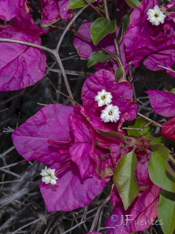 Bougainvillea spectabilis.05