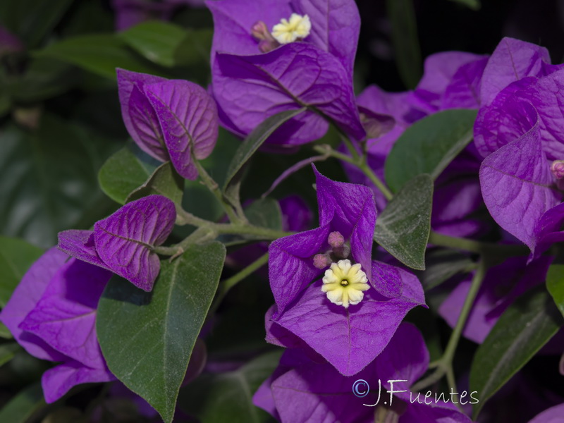 Bougainvillea spectabilis.06