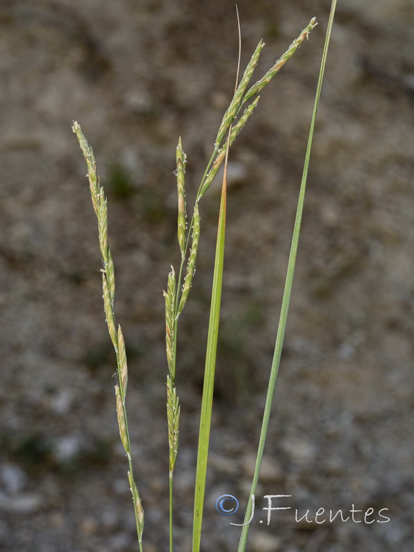 Brachypodium phoenicoides.02