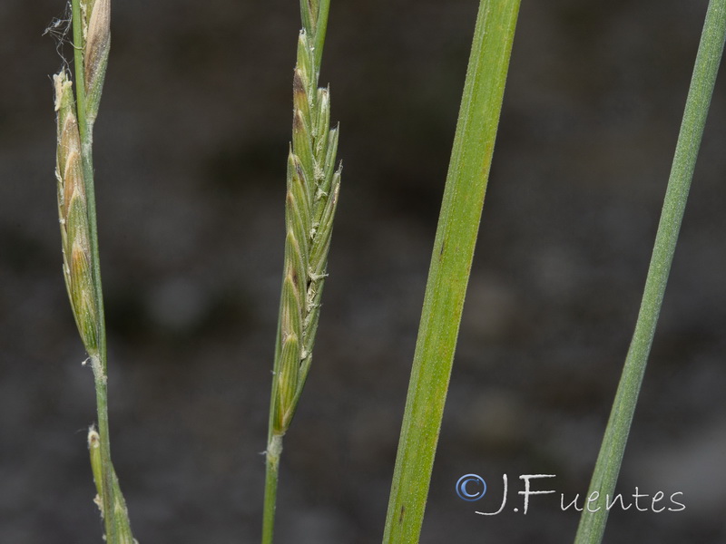 Brachypodium phoenicoides.03