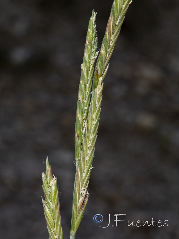 Brachypodium phoenicoides.04