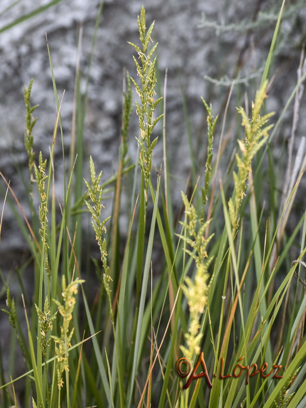 Brachypodium phoenicoides.06