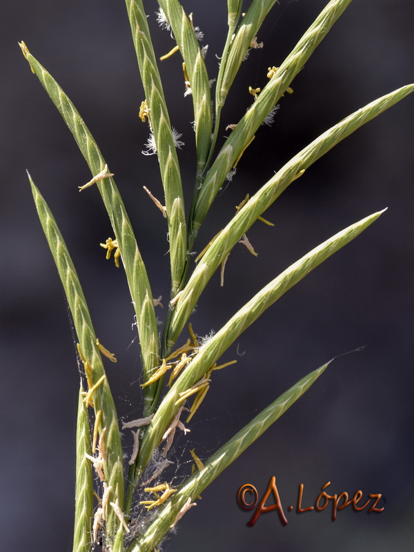 Brachypodium phoenicoides.10