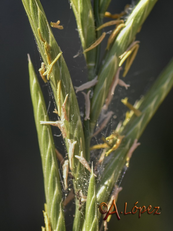 Brachypodium phoenicoides.11