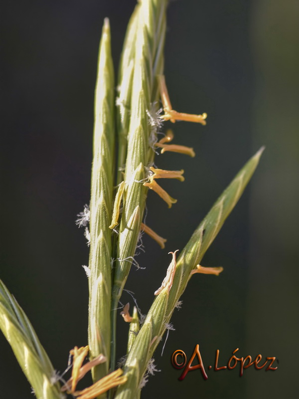 Brachypodium phoenicoides.12