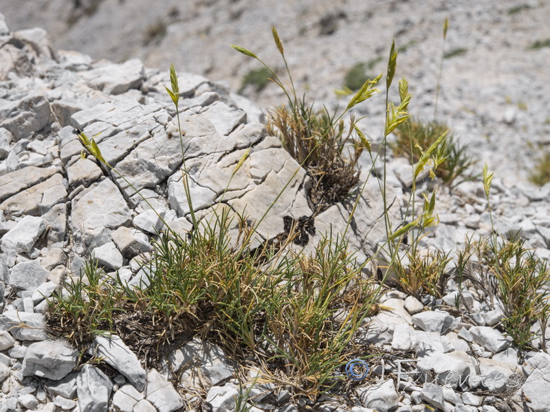 Brachypodium retusum boissieri.02