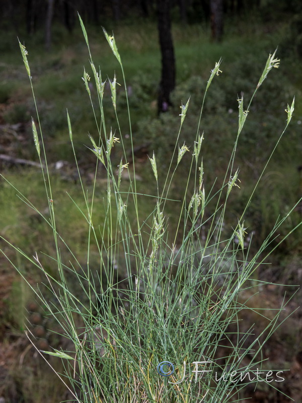 Brachypodium retusum boissieri.03