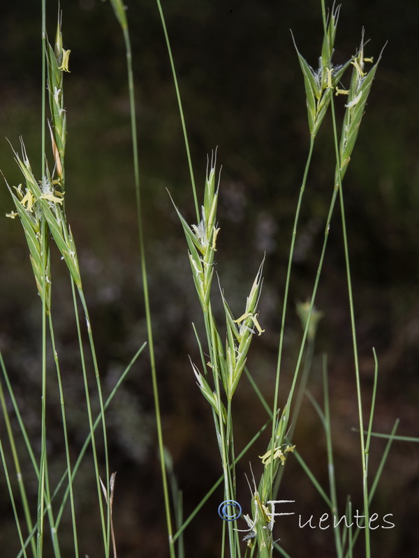 Brachypodium retusum boissieri.05