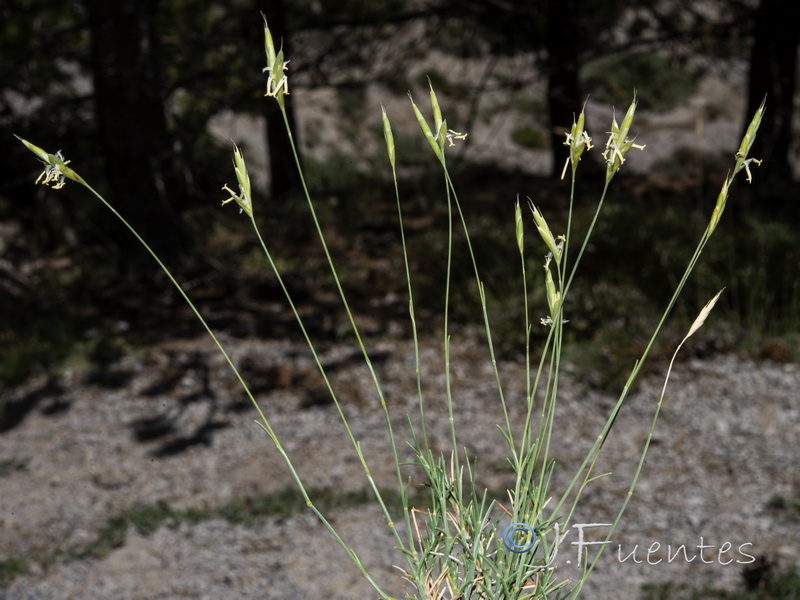 Brachypodium retusum boissieri.06