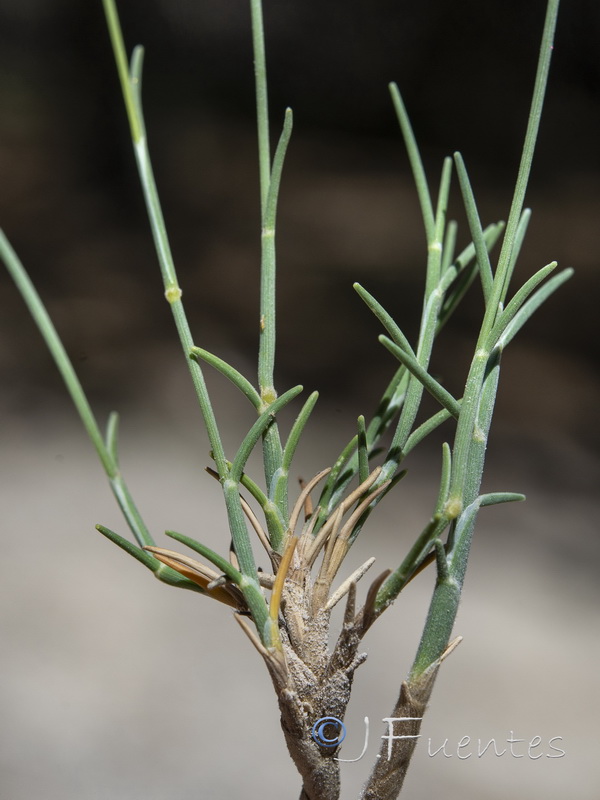 Brachypodium retusum boissieri.08