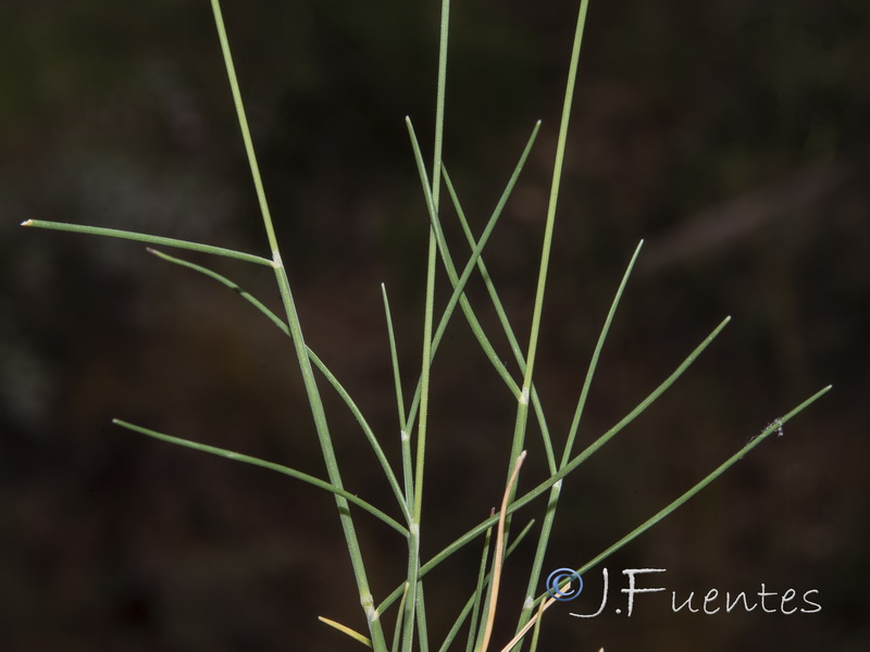 Brachypodium retusum boissieri.09