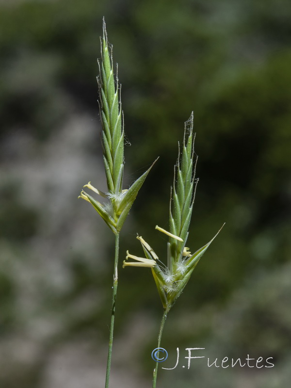 Brachypodium retusum boissieri.10