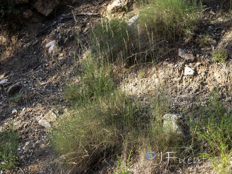 Brachypodium retusum retusum.01