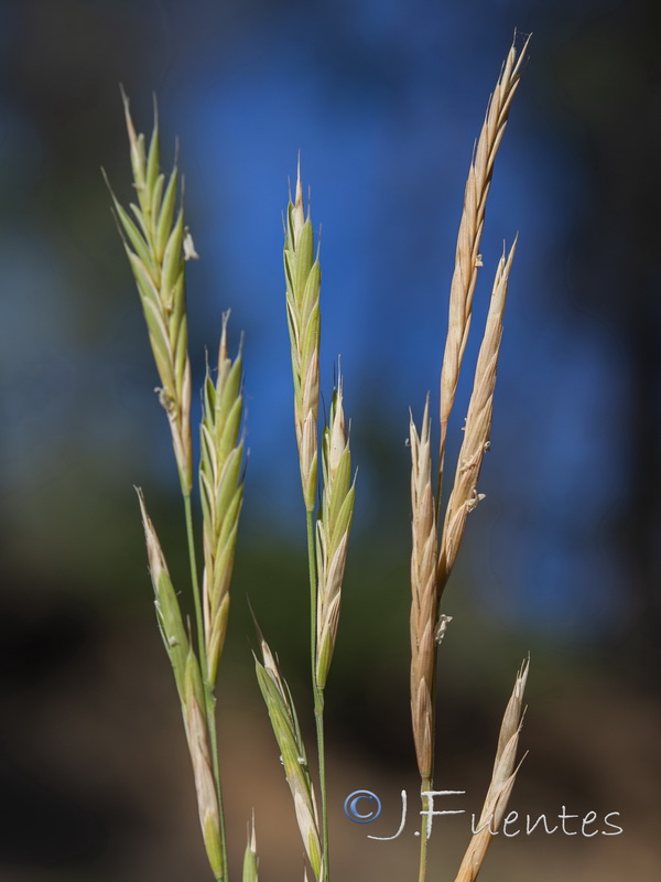 Brachypodium retusum retusum.02