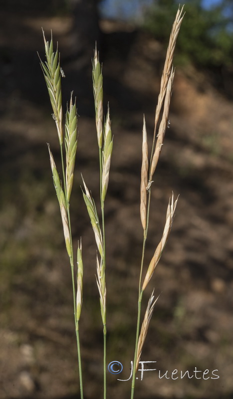 Brachypodium retusum retusum.03