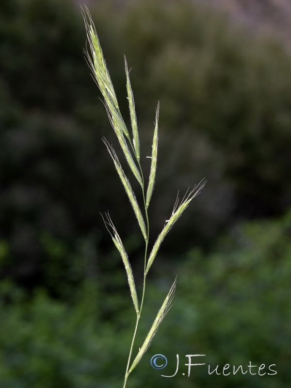 Brachypodium sylvaticum sylvaticum.03