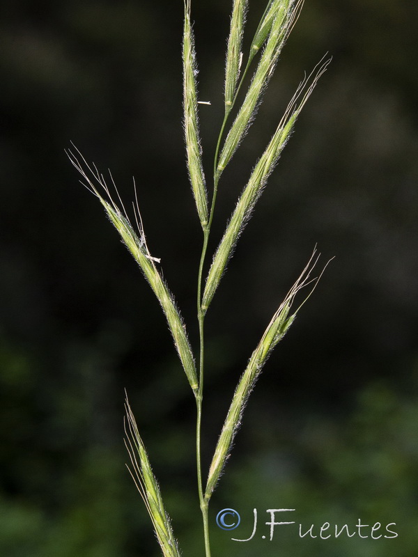 Brachypodium sylvaticum sylvaticum.04