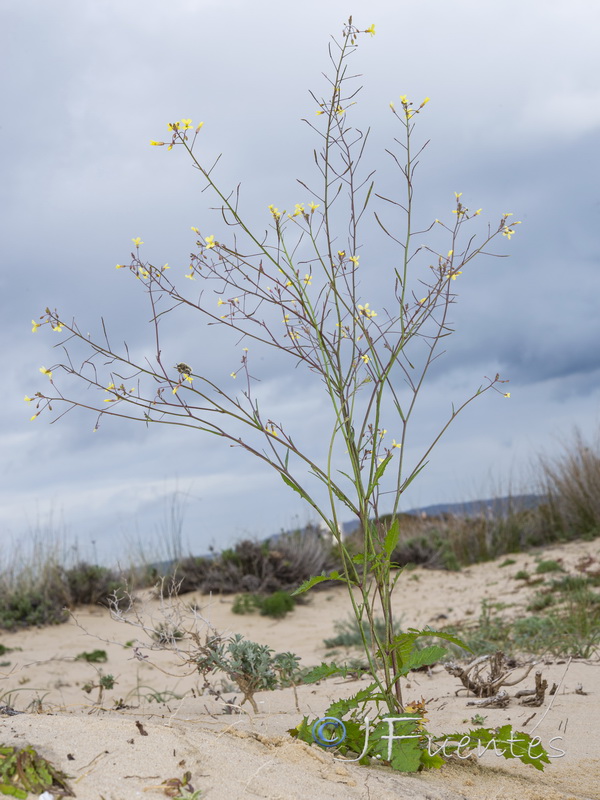 Brassica barrelieri.02