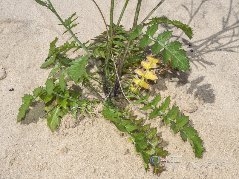 Brassica barrelieri.04