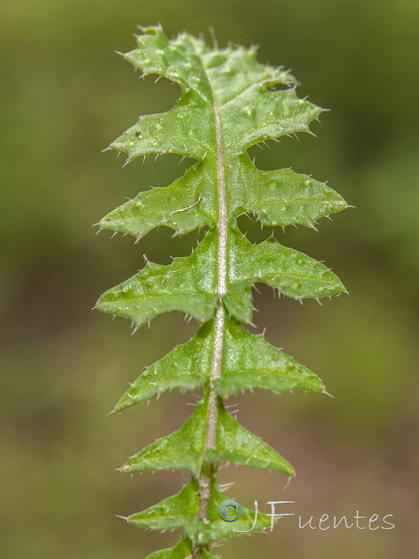 Brassica barrelieri.06